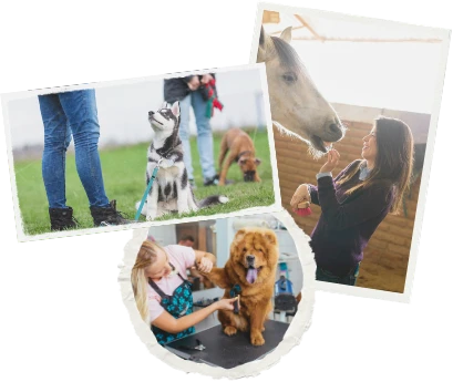 Webdesign für Tiergestützte Therapien oder Hundeschulen